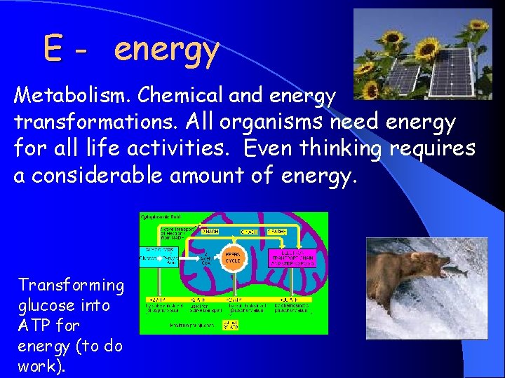 E - energy Metabolism. Chemical and energy transformations. All organisms need energy for all