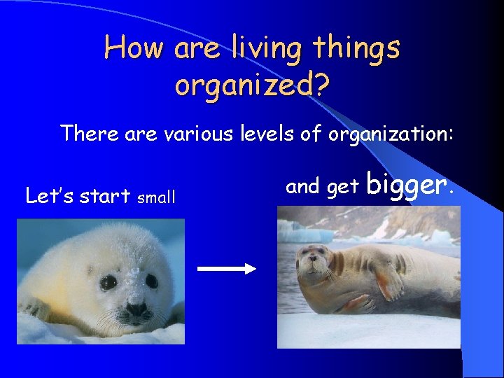 How are living things organized? There are various levels of organization: Let’s start small