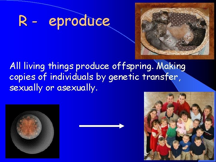 R - eproduce All living things produce offspring. Making copies of individuals by genetic