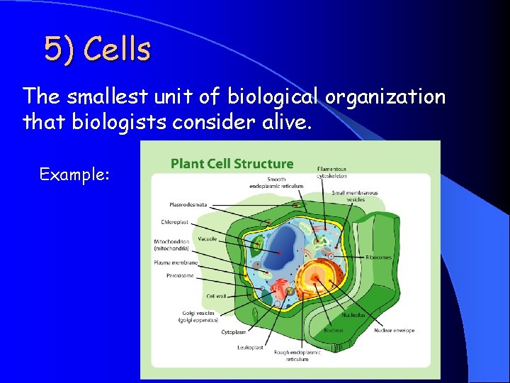5) Cells The smallest unit of biological organization that biologists consider alive. Example: 