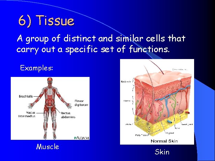 6) Tissue A group of distinct and similar cells that carry out a specific