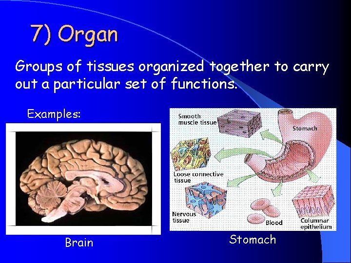 7) Organ Groups of tissues organized together to carry out a particular set of 7) Organ Groups of tissues organized together to carry out a particular set of
