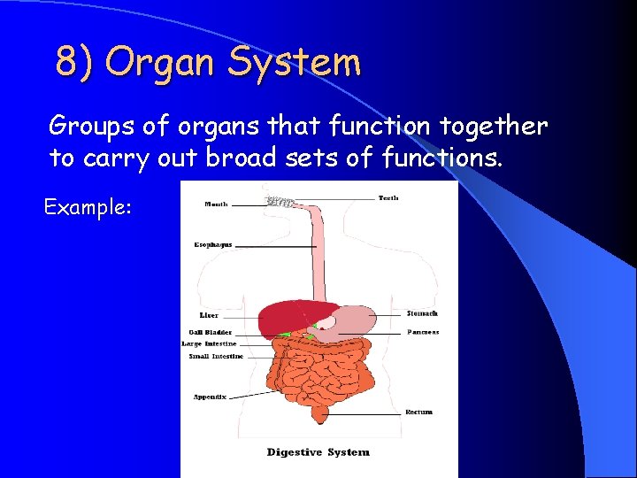 8) Organ System Groups of organs that function together to carry out broad sets 8) Organ System Groups of organs that function together to carry out broad sets