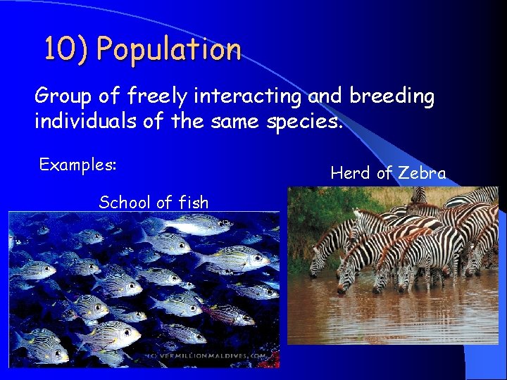 10) Population Group of freely interacting and breeding individuals of the same species. Examples: