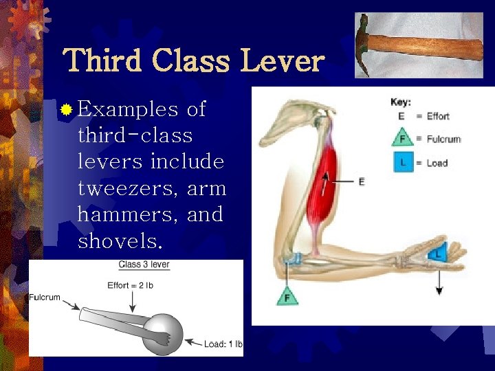 Third Class Lever ® Examples of third-class levers include tweezers, arm hammers, and shovels.