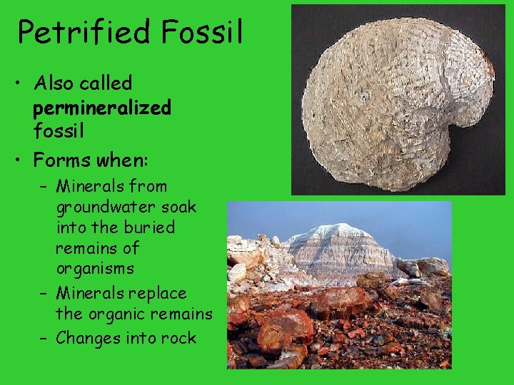 Petrified Fossil • Also called permineralized fossil • Forms when: – Minerals from groundwater