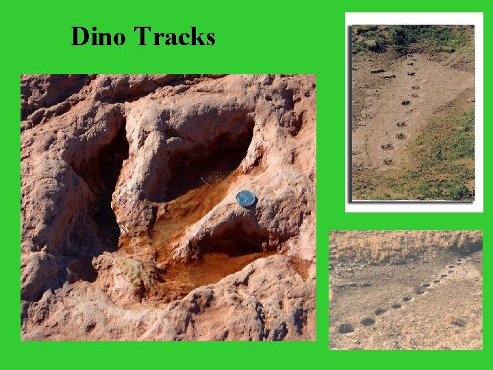 Dino Tracks 