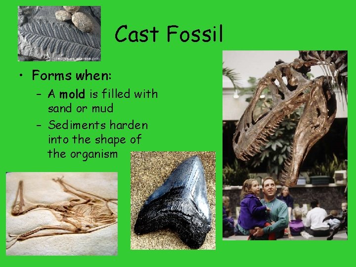 Cast Fossil • Forms when: – A mold is filled with sand or mud