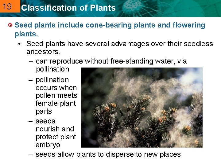 19 20. 2 Classification of Plants Seed plants include cone-bearing plants and flowering plants.