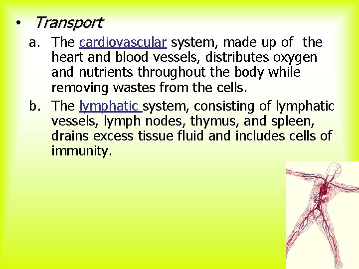  • Transport a. The cardiovascular system, made up of the heart and blood