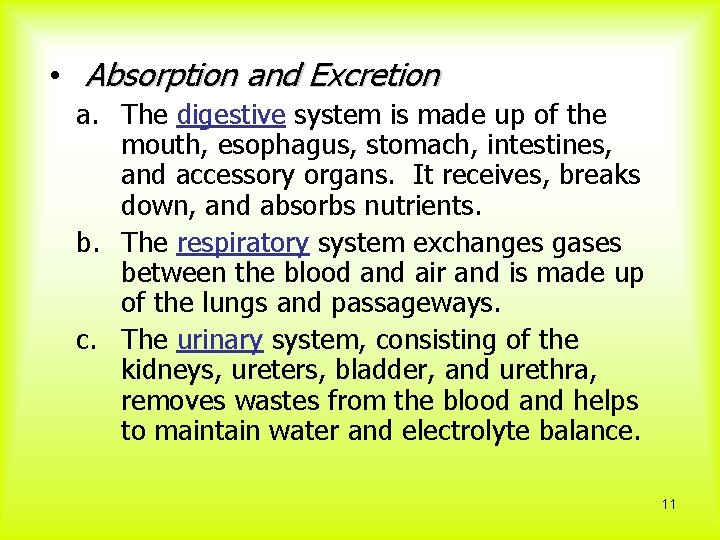  • Absorption and Excretion a. The digestive system is made up of the