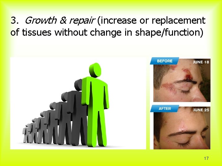 3. Growth & repair (increase or replacement of tissues without change in shape/function) 17