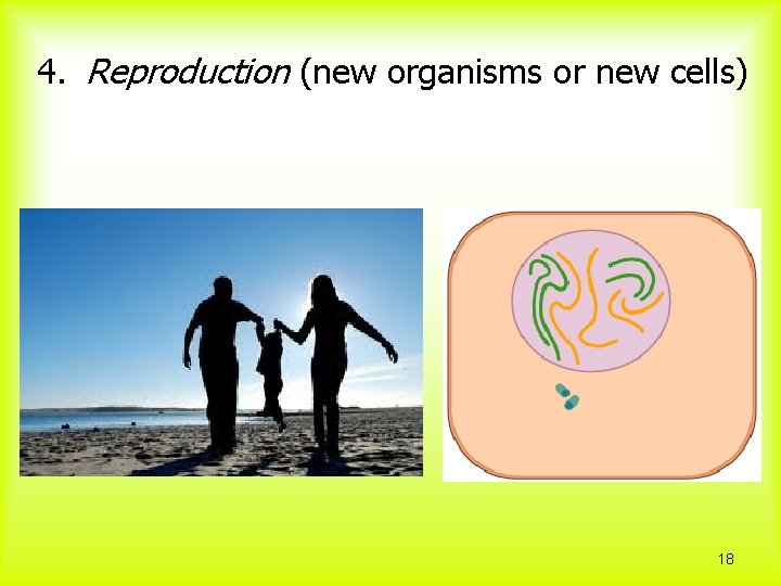 4. Reproduction (new organisms or new cells) 18 