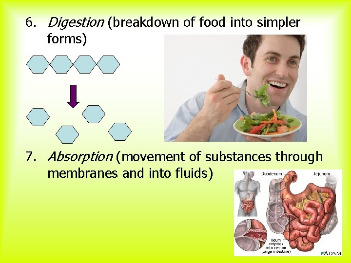 6. Digestion (breakdown of food into simpler forms) 7. Absorption (movement of substances through