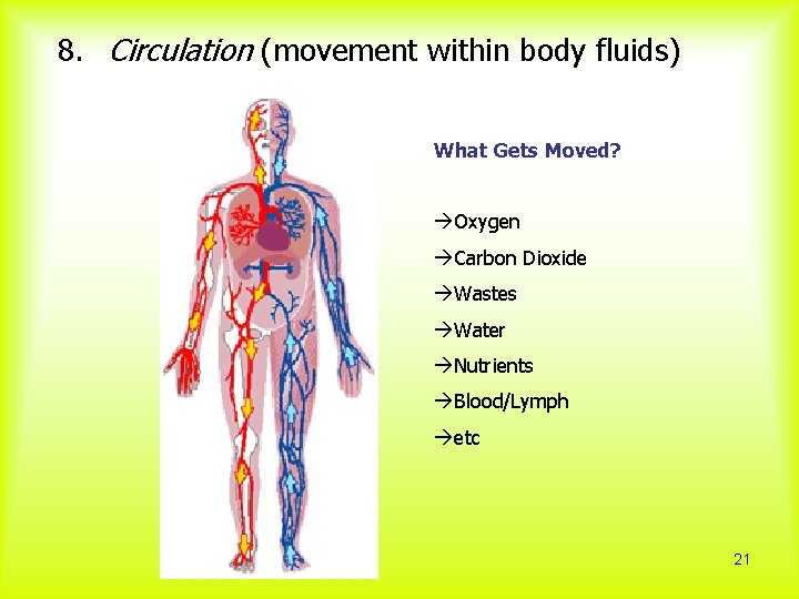8. Circulation (movement within body fluids) What Gets Moved? àOxygen àCarbon Dioxide àWastes àWater