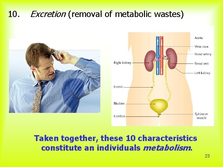 10. Excretion (removal of metabolic wastes) Taken together, these 10 characteristics constitute an individuals