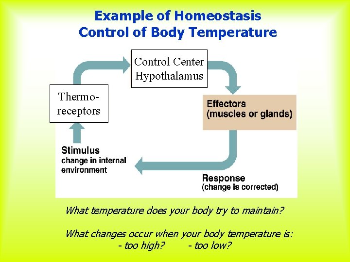 Example of Homeostasis Control of Body Temperature Control Center Hypothalamus Thermoreceptors What temperature does