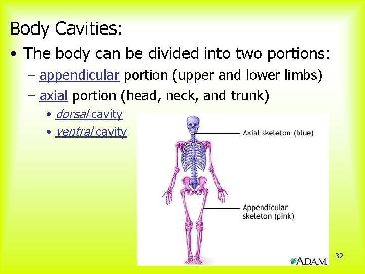 Body Cavities: • The body can be divided into two portions: – appendicular portion