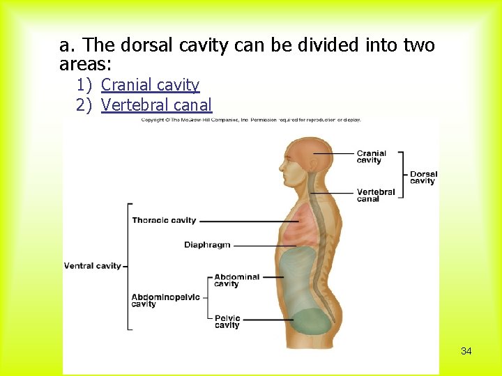 a. The dorsal cavity can be divided into two areas: 1) Cranial cavity 2)