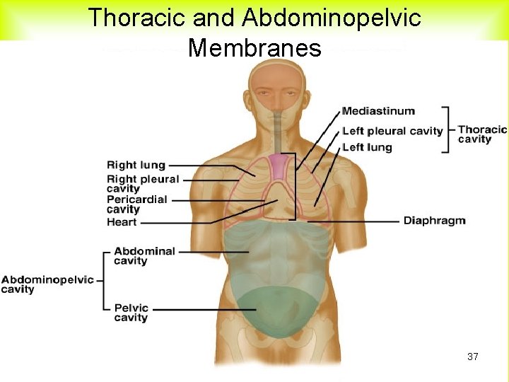 Thoracic and Abdominopelvic Membranes 37 