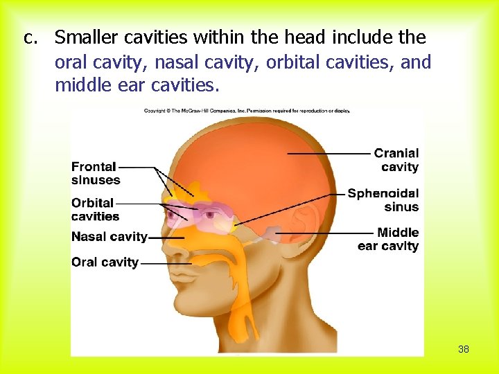 c. Smaller cavities within the head include the oral cavity, nasal cavity, orbital cavities,