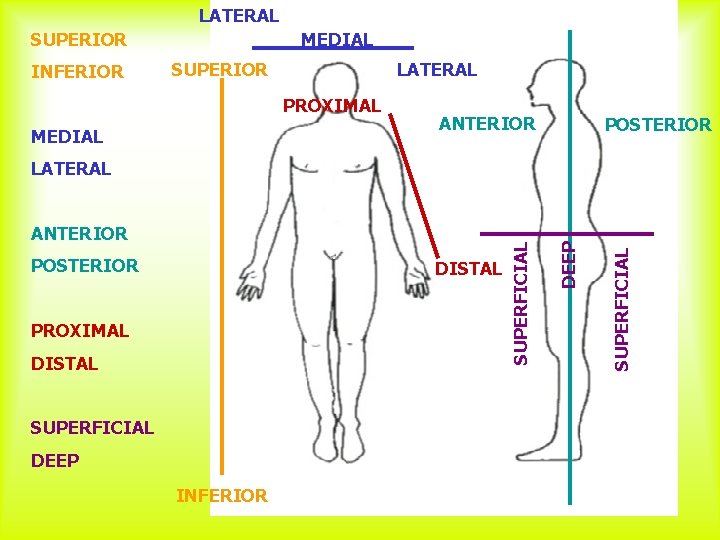 LATERAL MEDIAL SUPERIOR INFERIOR SUPERIOR LATERAL PROXIMAL MEDIAL ANTERIOR POSTERIOR DISTAL PROXIMAL DISTAL SUPERFICIAL