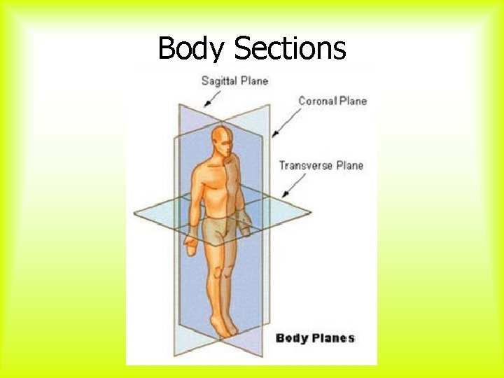 Body Sections 