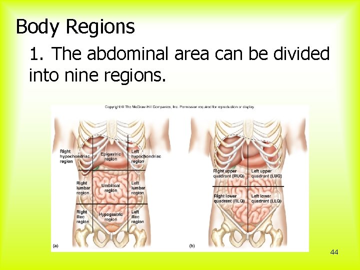 Body Regions 1. The abdominal area can be divided into nine regions. 44 