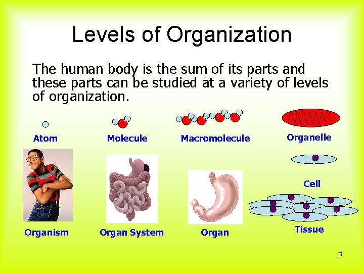 Levels of Organization The human body is the sum of its parts and these