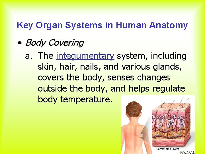 Key Organ Systems in Human Anatomy • Body Covering a. The integumentary system, including