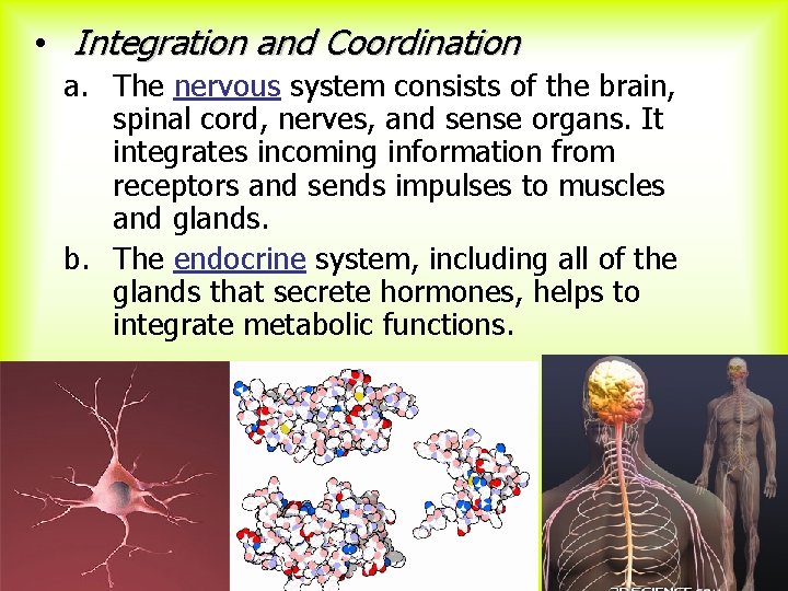  • Integration and Coordination a. The nervous system consists of the brain, spinal