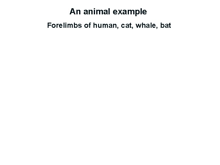 An animal example Forelimbs of human, cat, whale, bat 
