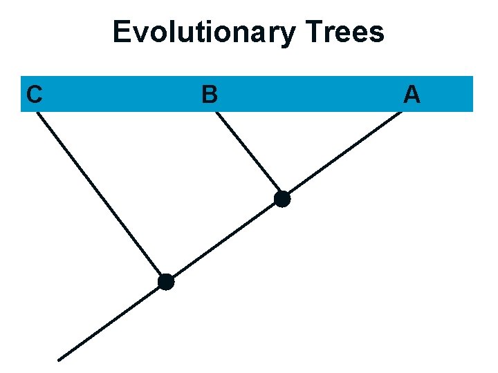 Evolutionary Trees TIME C B A 