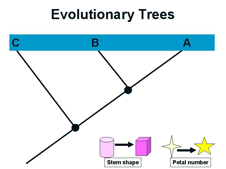 Evolutionary Trees B A TIME C Stem shape Petal number 