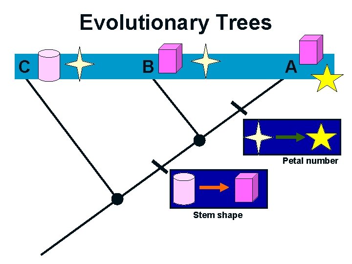 Evolutionary Trees C B A Petal number Stem shape 