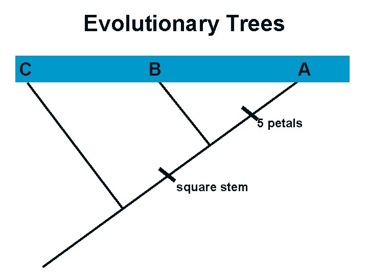 Evolutionary Trees C B A TIME 5 petals square stem 