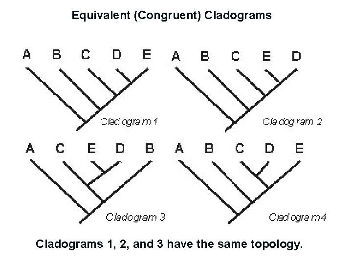 Equivalent (Congruent) Cladograms 1, 2, and 3 have the same topology. 
