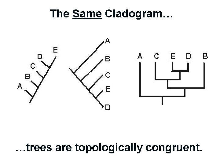 The Same Cladogram… …trees are topologically congruent. 