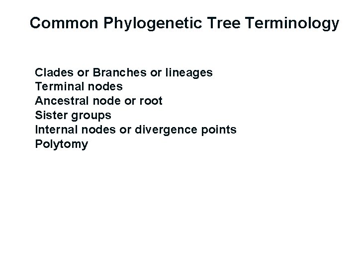 Common Phylogenetic Tree Terminology Clades or Branches or lineages Terminal nodes Ancestral node or