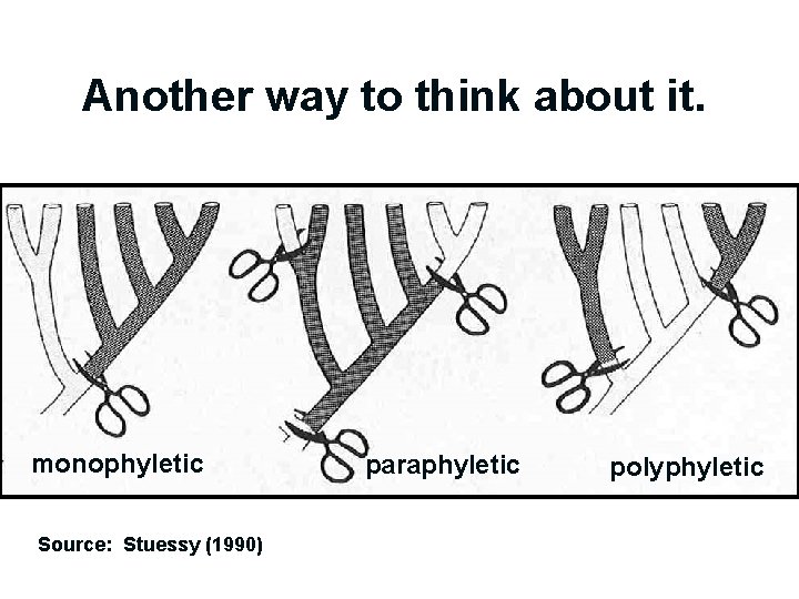 Another way to think about it. monophyletic Source: Stuessy (1990) paraphyletic polyphyletic 