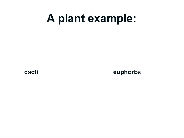 A plant example: cacti euphorbs 