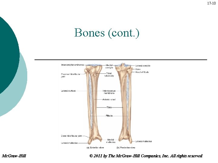 17 -10 Bones (cont. ) Mc. Graw-Hill © 2011 by The Mc. Graw-Hill Companies,