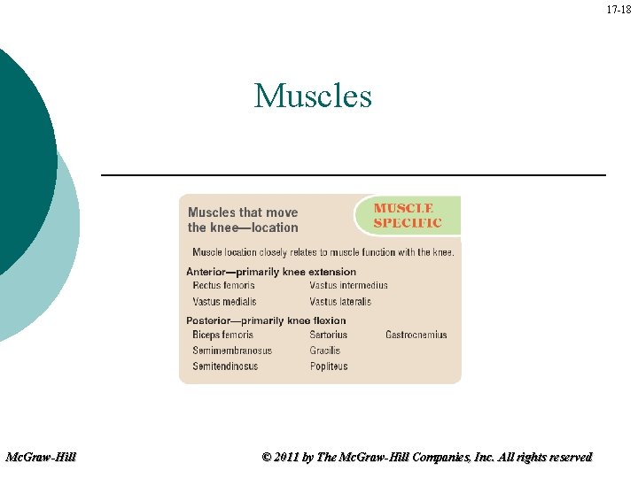 17 -18 Muscles Mc. Graw-Hill © 2011 by The Mc. Graw-Hill Companies, Inc. All