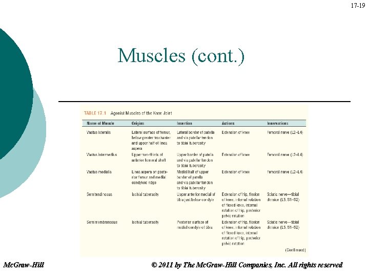 17 -19 Muscles (cont. ) Mc. Graw-Hill © 2011 by The Mc. Graw-Hill Companies,