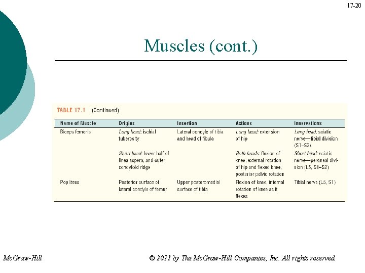 17 -20 Muscles (cont. ) Mc. Graw-Hill © 2011 by The Mc. Graw-Hill Companies,