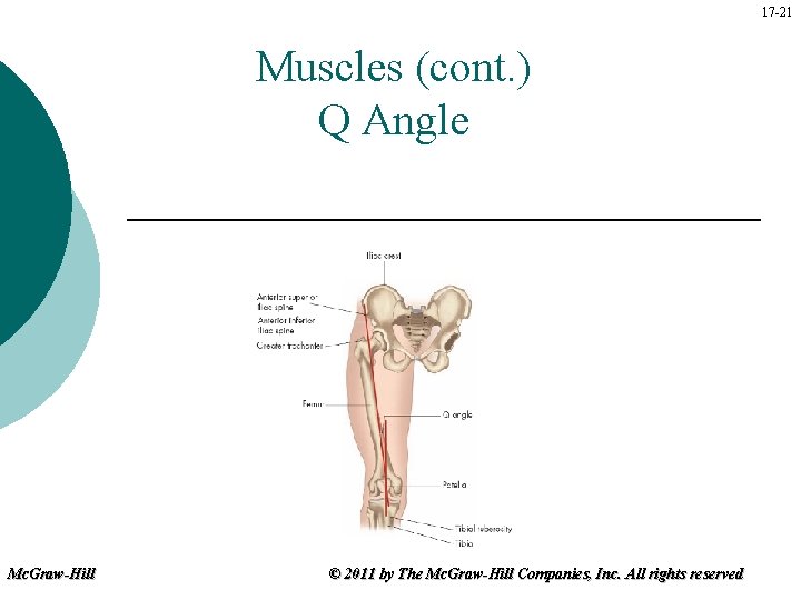 17 -21 Muscles (cont. ) Q Angle Mc. Graw-Hill © 2011 by The Mc.