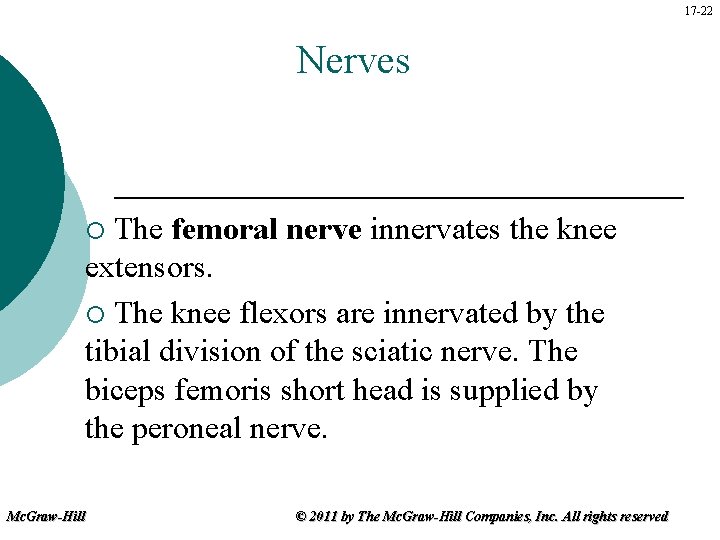 17 -22 Nerves The femoral nerve innervates the knee extensors. ¡ The knee flexors