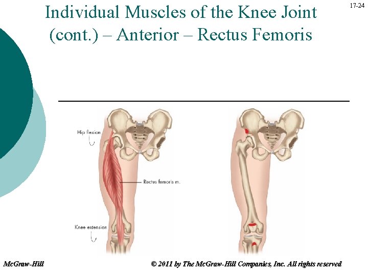 Individual Muscles of the Knee Joint (cont. ) – Anterior – Rectus Femoris Mc.