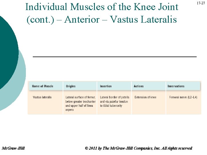 Individual Muscles of the Knee Joint (cont. ) – Anterior – Vastus Lateralis Mc.