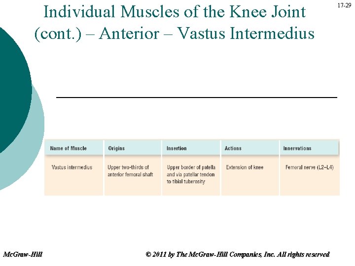 Individual Muscles of the Knee Joint (cont. ) – Anterior – Vastus Intermedius Mc.